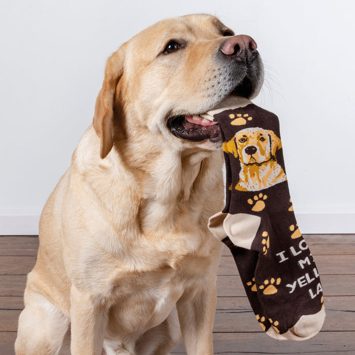 A yellow Labrador Retriever holds a brown sock with a picture of itself on it in its mouth. The dog is looking up at the camera.