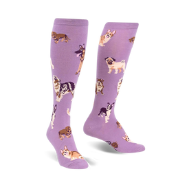 purple knee-high novelty socks with cartoonish dog patterns, featuring breeds like pugs, german shepherds, and corgis.   