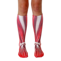 Pair of red and white knee-high socks with a detailed anatomical muscle design printed on them. [lf]