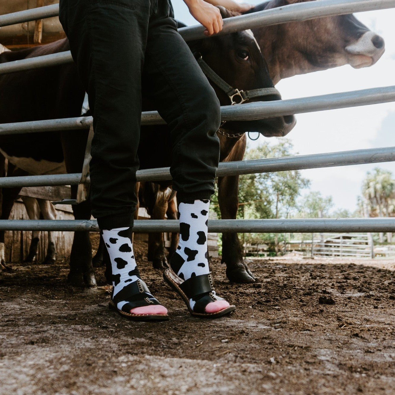 A person stands at a livestock pen petting a brown cow while wearing MOOOO! in White socks with sandals. [lf]