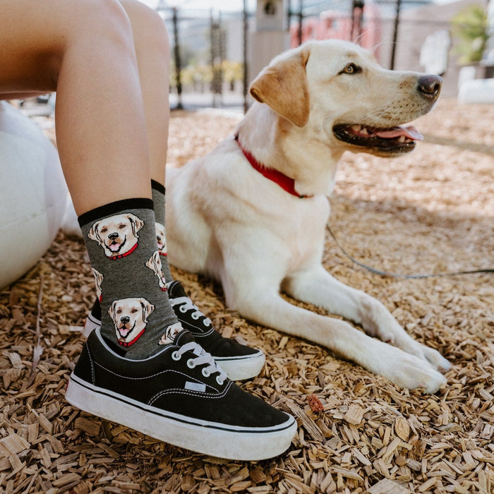 [lf] Labrador
