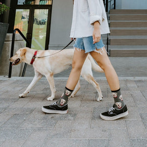 [lf] Labrador
