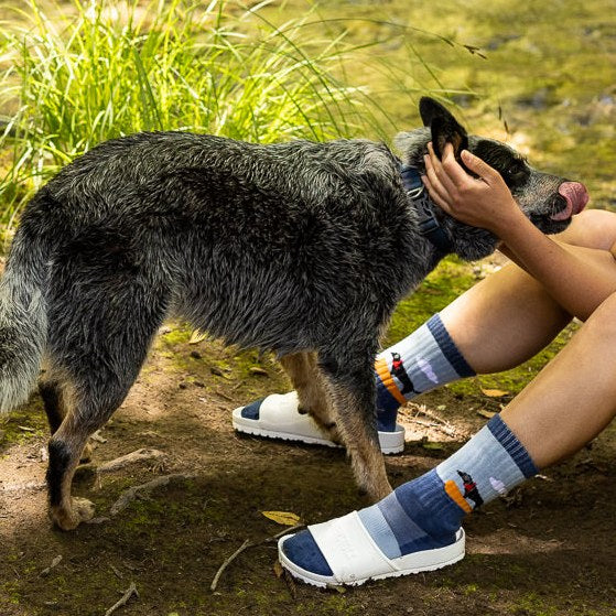 [lf] Boat Dog