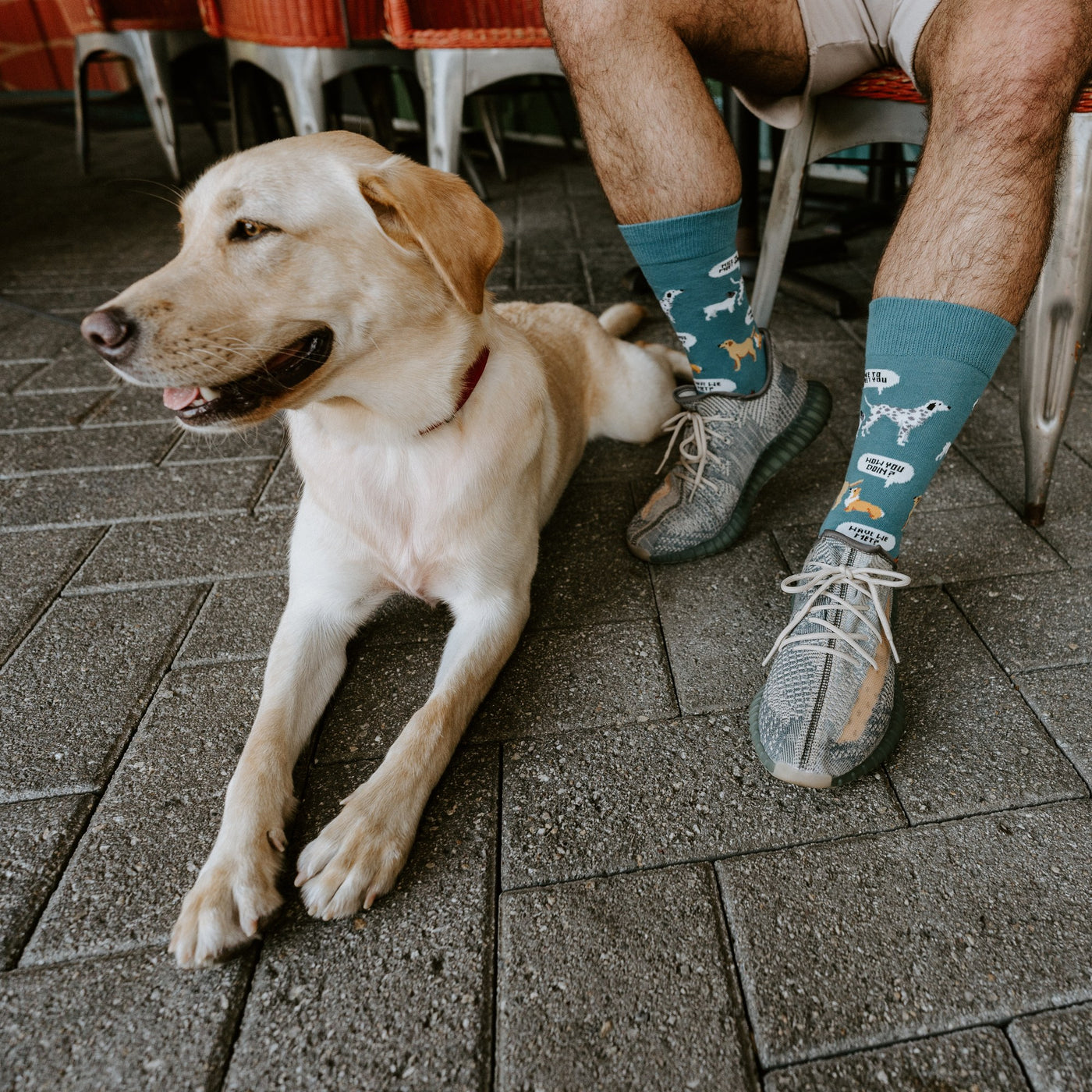 [lf] New Dog, Who Dis?