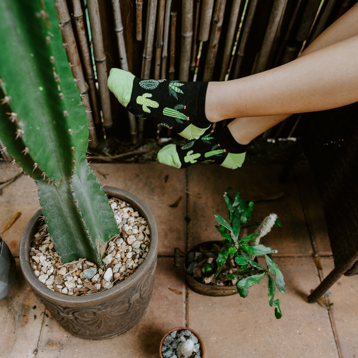 [lf] Deserted Cactus