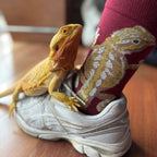 [lf] Bearded dragon perches on a shoe, matching the lizard pattern on a red sock.