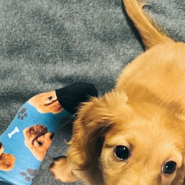@scout.the.miniween - Sockologie customer socks photo
