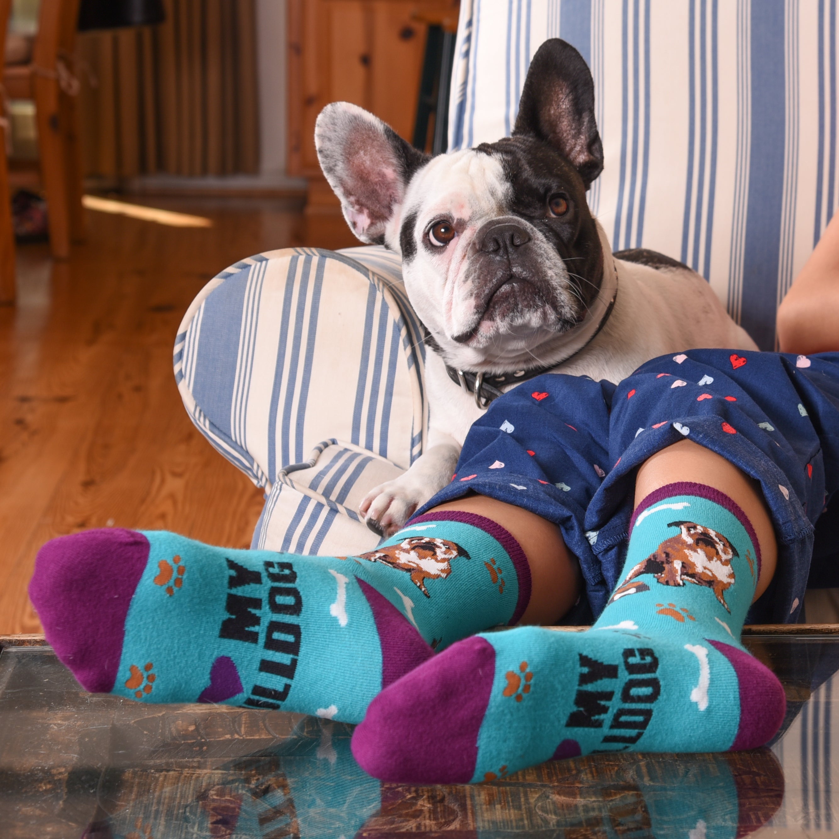 Lifestyle shot of a person's legs with a bulldog resting on a chair and wearing the bulldog socks.